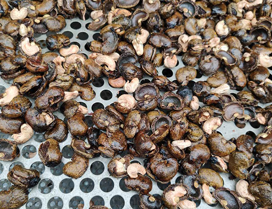 Máquina de processamento de castanha de caju crua